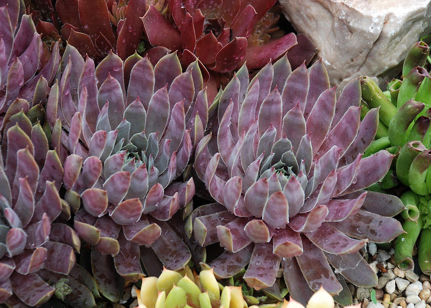 Photo of Hen and Chicks (Sempervivum 'Pacific Blue Ice') uploaded by Calif_Sue