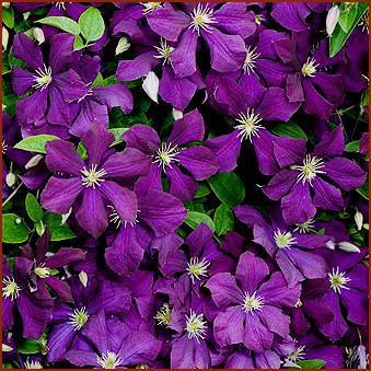 Photo of Clematis (Clematis viticella Galore™) uploaded by Calif_Sue