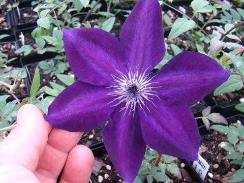 Photo of Clematis Amethyst Beauty™ uploaded by Calif_Sue