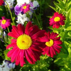 Location: Nora's Garden - Castlegar, B.C. 
Date: 2014-06-07
 6:36 pm. A bright and vibrant, favourite plant, which I had know