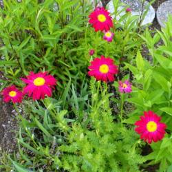 Location: Nora's Garden - Castlegar, B.C. 
Date: 2015-05-28
 7:03 pm. Third year in new garden, gets swamped by Irises, Aster