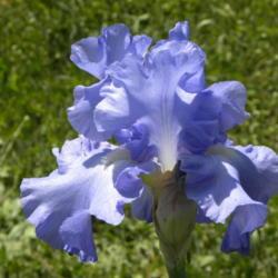 Location: Frannie's Iris Garden, Elk Grove, CA
Date: 2013-04-23