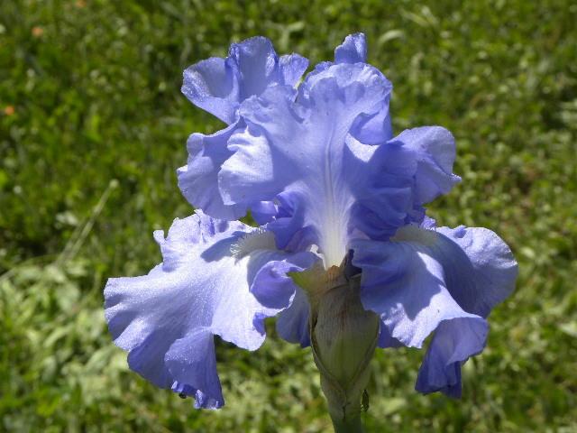 Photo of Tall Bearded Iris (Iris 'Victoria Falls') uploaded by SassyCat