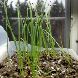 Location: Sherwood, Oregon
Date: 2017-01-30
Only 2 days to germination