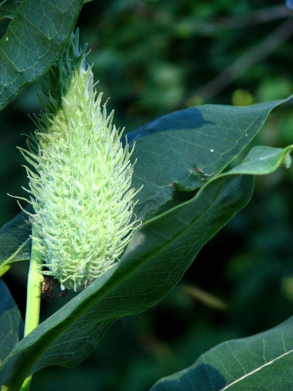 Photo of Common Milkweed (Asclepias syriaca) uploaded by molanic