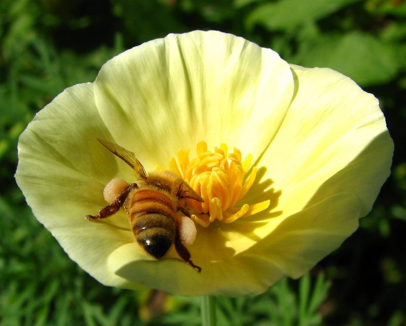 Photo of California Poppy (Eschscholzia californica) uploaded by molanic