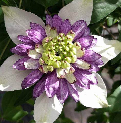 Photo of Clematis Viennetta™ uploaded by Calif_Sue