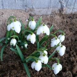 Location: Nora's Garden - Castlegar, B.C. 
Date: 2013-03-08
 5:06 pm. This clump of snowdrops started to bloom at the end of 