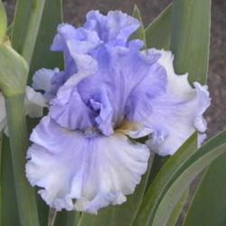 Location: Frannie's Iris Garden, Elk Grove, CA
Date: 2016-05-09
Guest iris for Region 14 Spring Meeting to be held April 21-23, 2