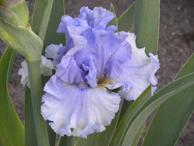 Photo of Tall Bearded Iris (Iris 'Nice Shot') uploaded by SassyCat