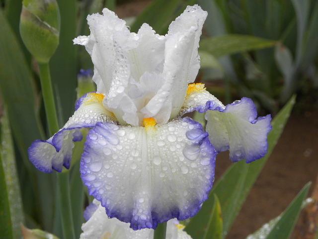 Photo of Tall Bearded Iris (Iris 'Queen's Circle') uploaded by SassyCat