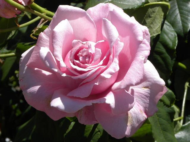 Photo of Roses (Rosa) uploaded by SassyCat