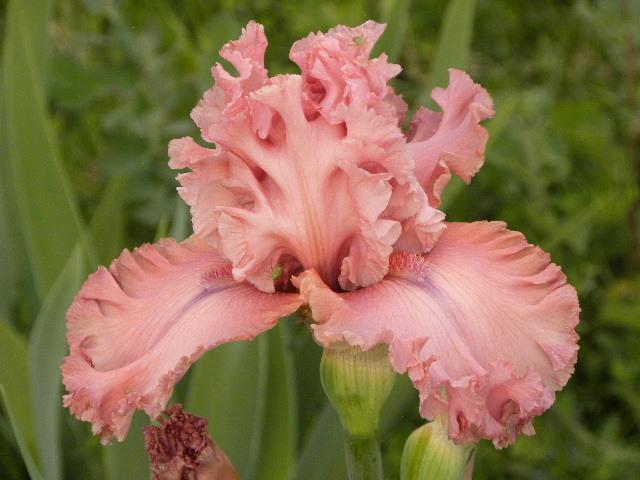 Photo of Tall Bearded Iris (Iris 'Star Turn') uploaded by SassyCat