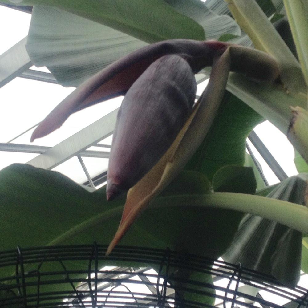 Photo of Cavendish Banana (Musa acuminata 'Dwarf Cavendish') uploaded by csandt