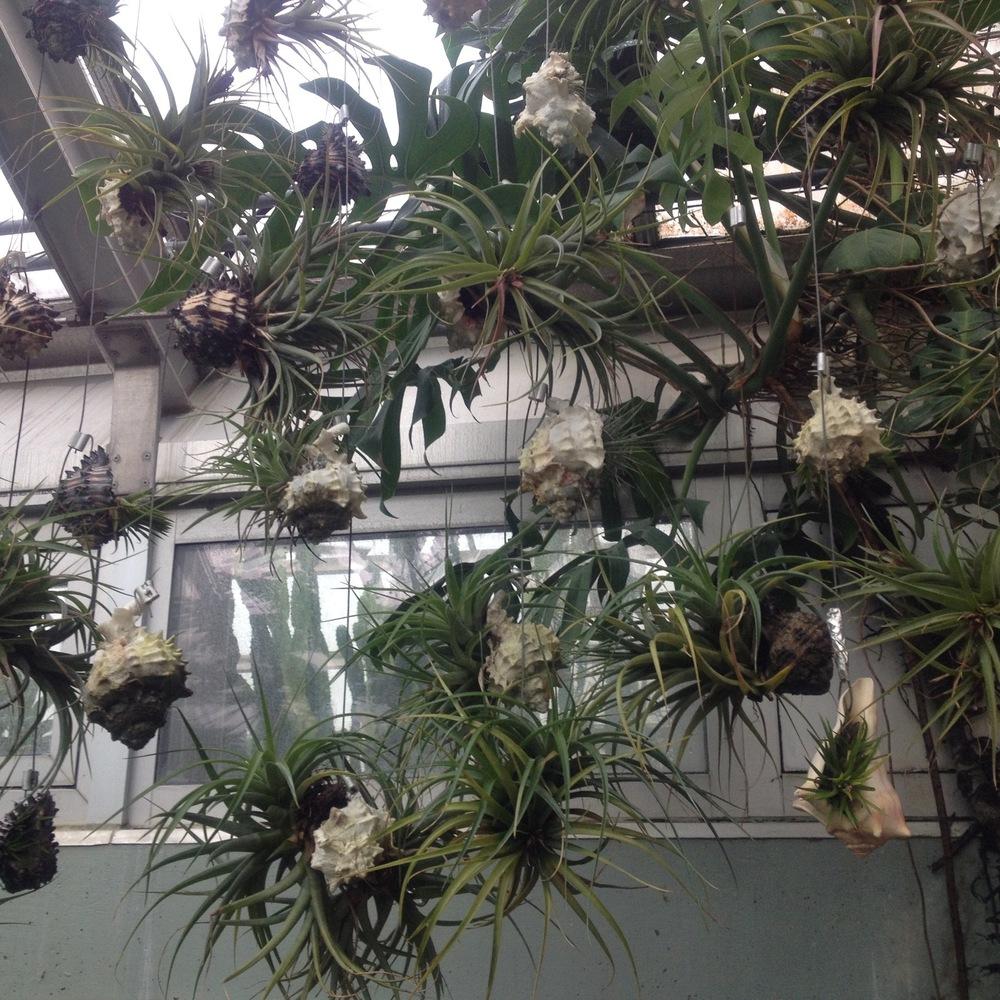 Photo of Air Plants (Tillandsia) uploaded by csandt