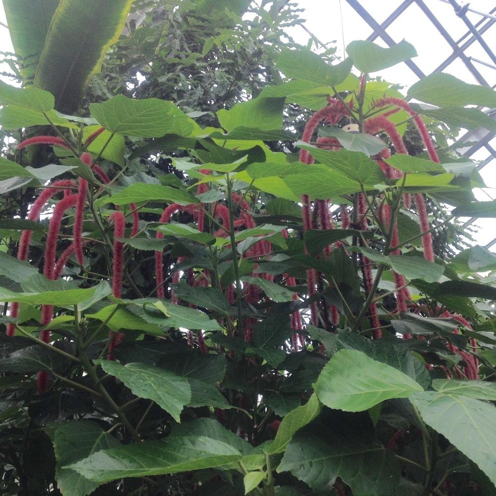 Photo of Chenille Plant (Acalypha hispida) uploaded by csandt