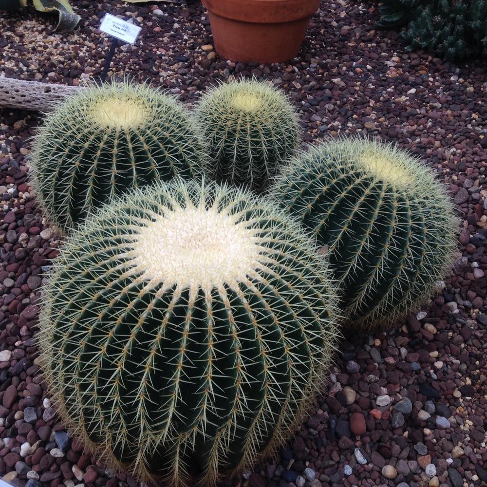 Photo of Golden Barrel Cactus (Kroenleinia grusonii) uploaded by csandt