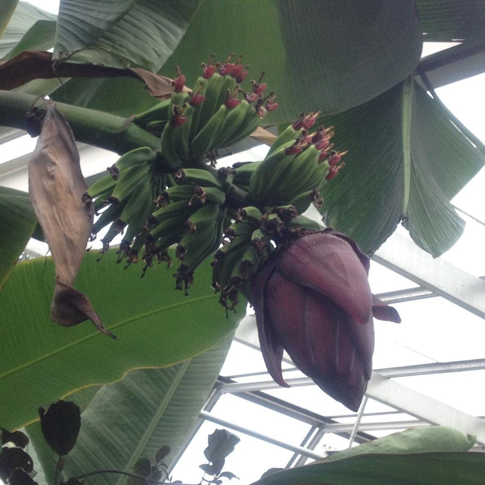 Photo of Cavendish Banana (Musa acuminata 'Dwarf Cavendish') uploaded by csandt