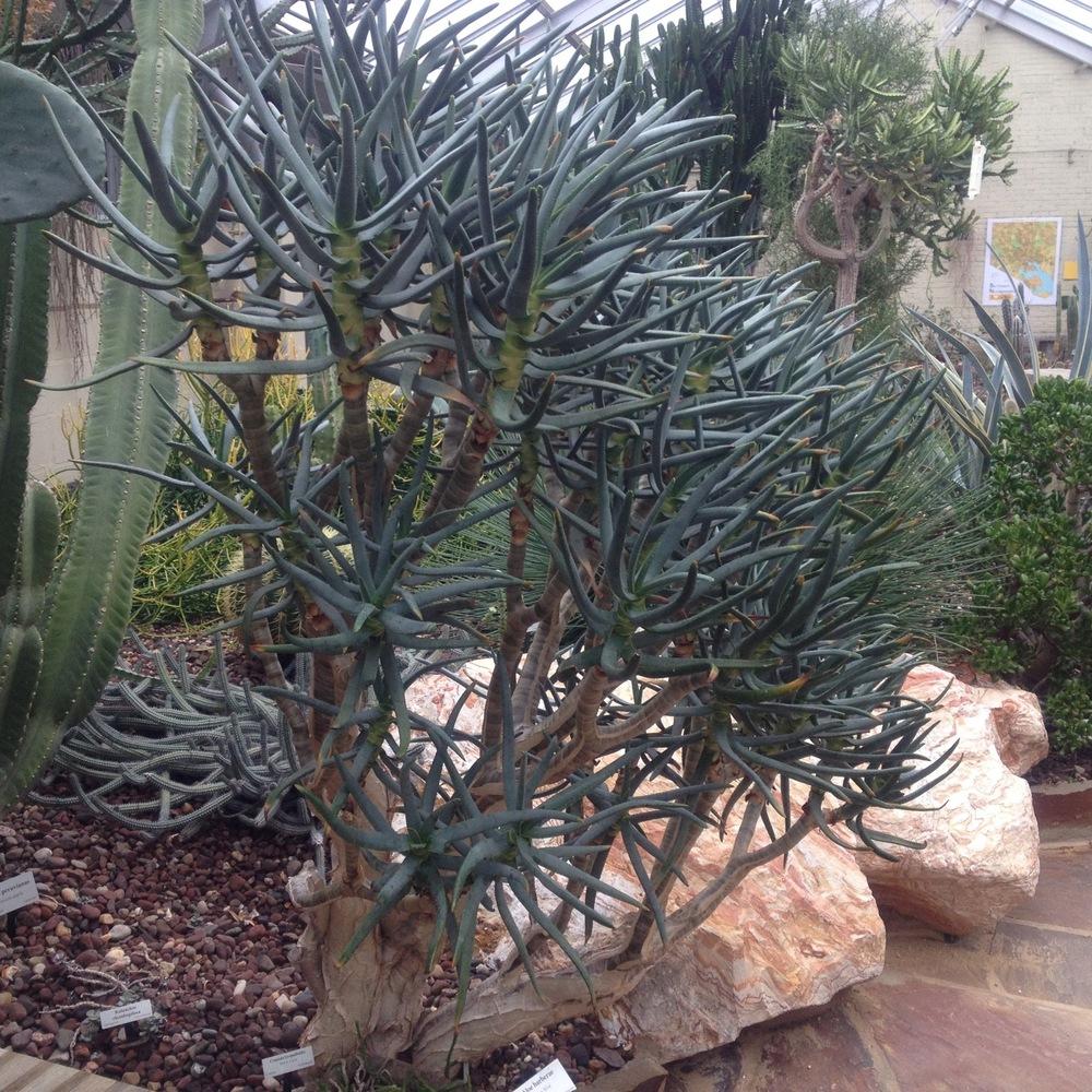 Photo of Giant Tree Aloe (Aloidendron barberae) uploaded by csandt