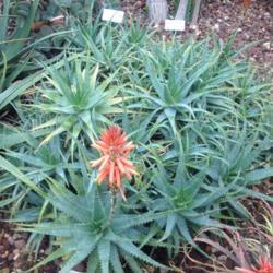 Location: Howard Peters Rawlings Conservatory, Baltimore, Maryland
Date: 2017-02-01
Aloe x spinosissima