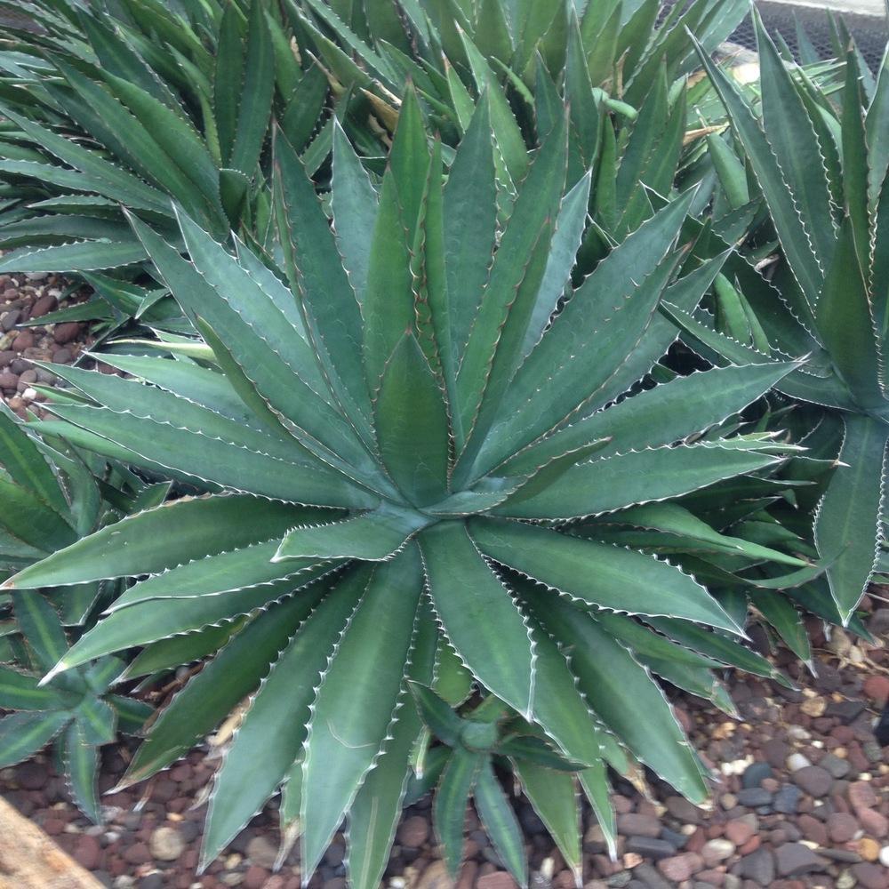 Photo of Maguey Mezortillo (Agave lophantha) uploaded by csandt