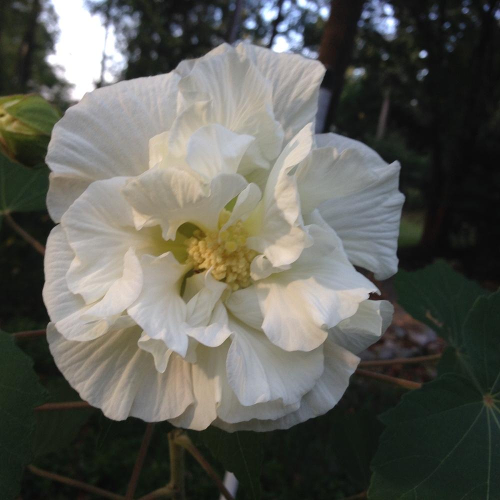 Photo of Confederate Rose (Hibiscus mutabilis) uploaded by Lalambchop1