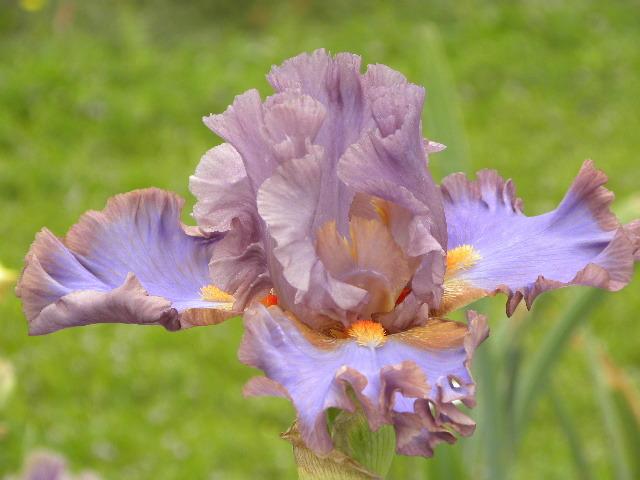 Photo of Tall Bearded Iris (Iris 'Why Cows Gossip') uploaded by SassyCat