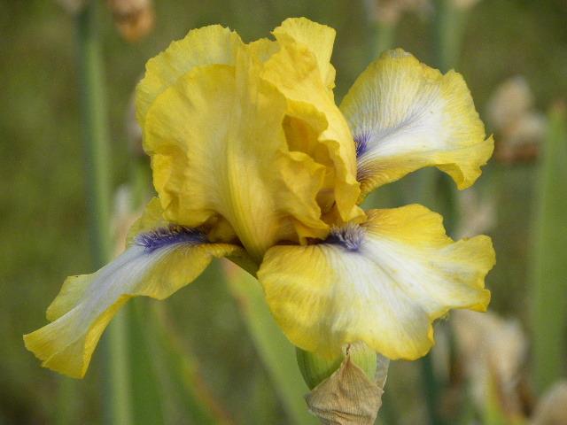 Photo of Tall Bearded Iris (Iris 'Blue-Eyed Susan') uploaded by SassyCat