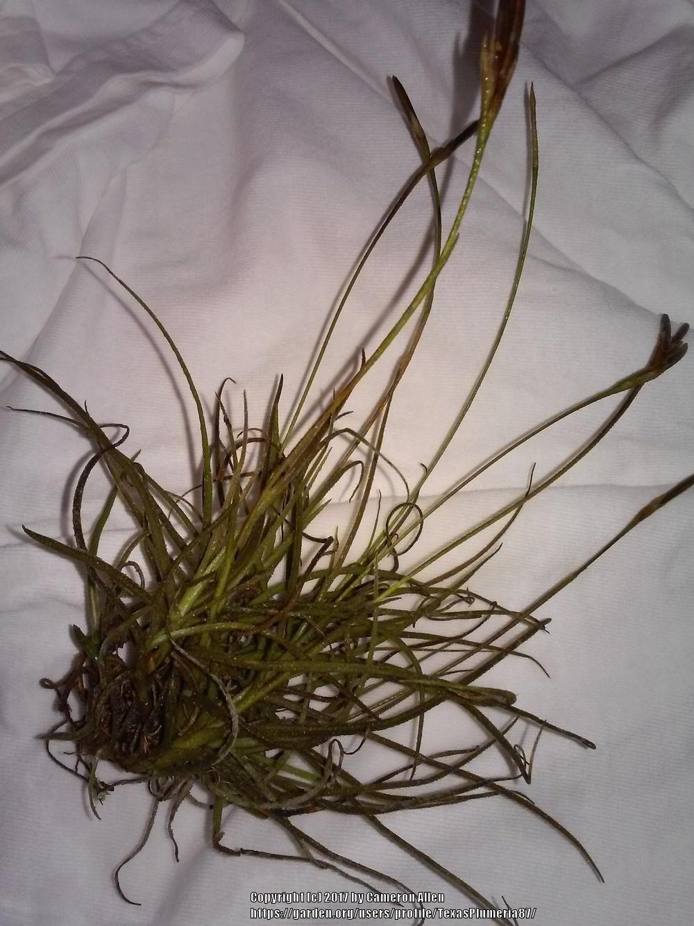 Photo of Ball Moss (Tillandsia recurvata) uploaded by TexasPlumeria87
