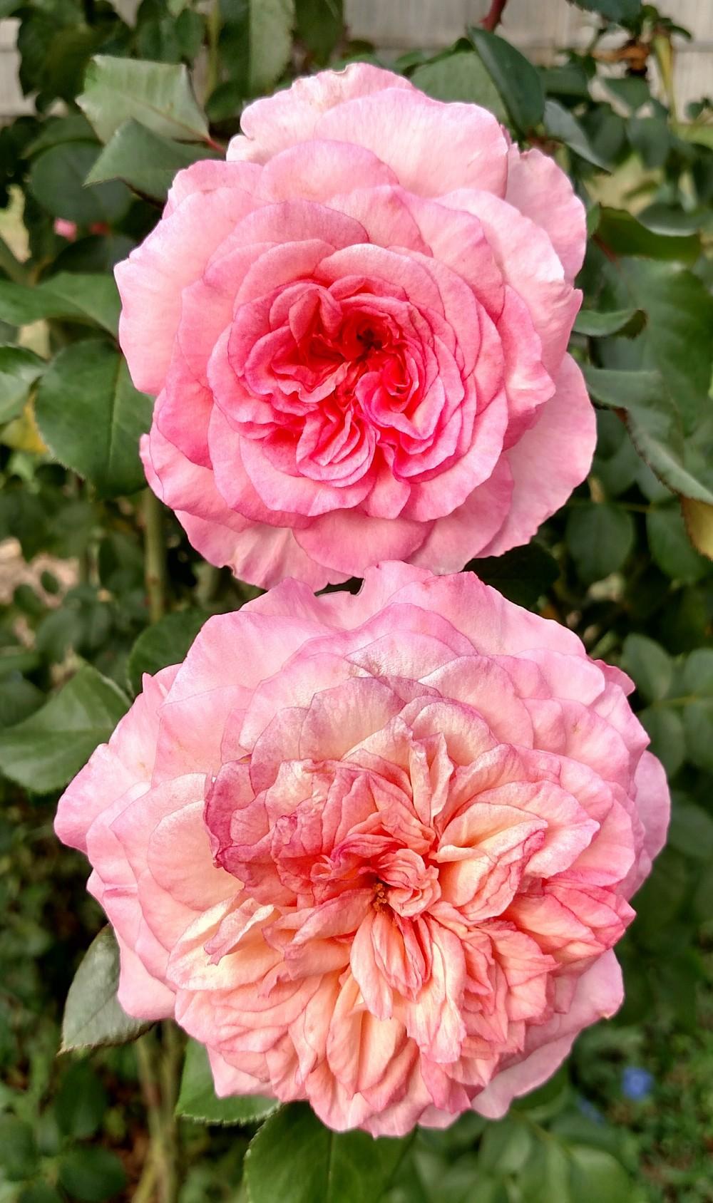 Photo of Rose (Rosa 'Savannah') uploaded by Sarafoot