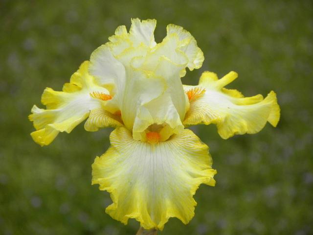 Photo of Tall Bearded Iris (Iris 'Zesting Lemons') uploaded by SassyCat