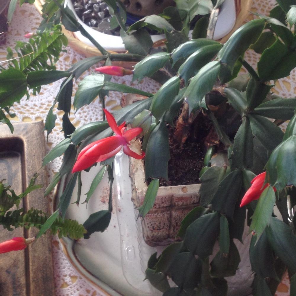 Photo of Christmas Cactus (Schlumbergera truncata) uploaded by csandt