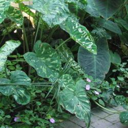 Location: Quad Cities Botanical Gardens - Rock Island, Il.
Date: July, 2008
in conservatory