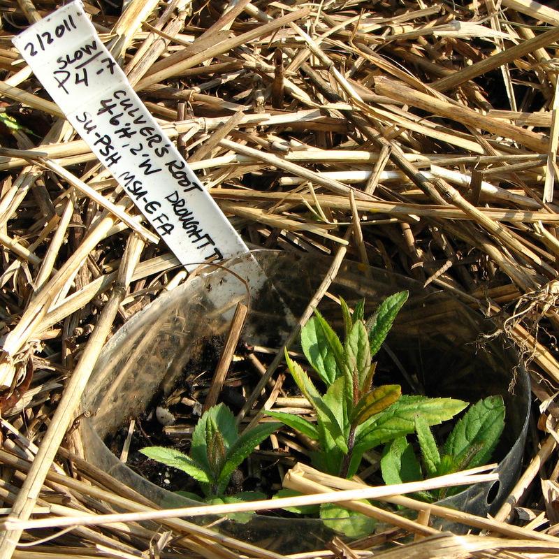 Photo of Culver's Root (Veronicastrum virginicum) uploaded by molanic