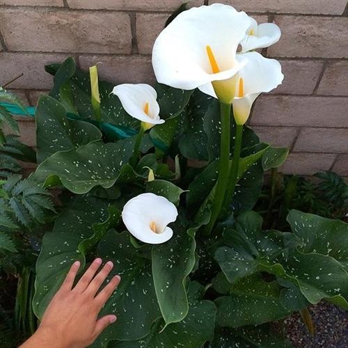Photo of Calla Lily (Zantedeschia aethiopica 'White Giant') uploaded by Lalambchop1