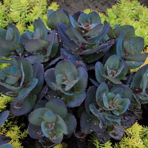 Photo of Stonecrop (Hylotelephium SunSparkler® Blue Pearl) uploaded by Lalambchop1