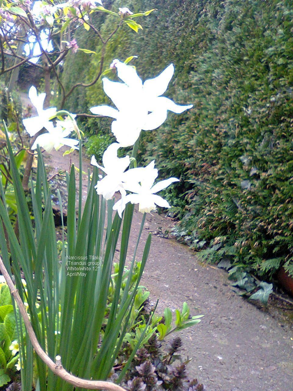 Photo of Triandrus Daffodil (Narcissus 'Thalia') uploaded by pjnew