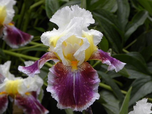 Photo of Tall Bearded Iris (Iris 'Dawn Eternal') uploaded by SassyCat