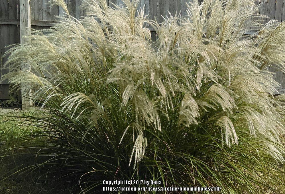 Photo of Maiden Grass (Miscanthus sinensis) uploaded by bloominholes2fill