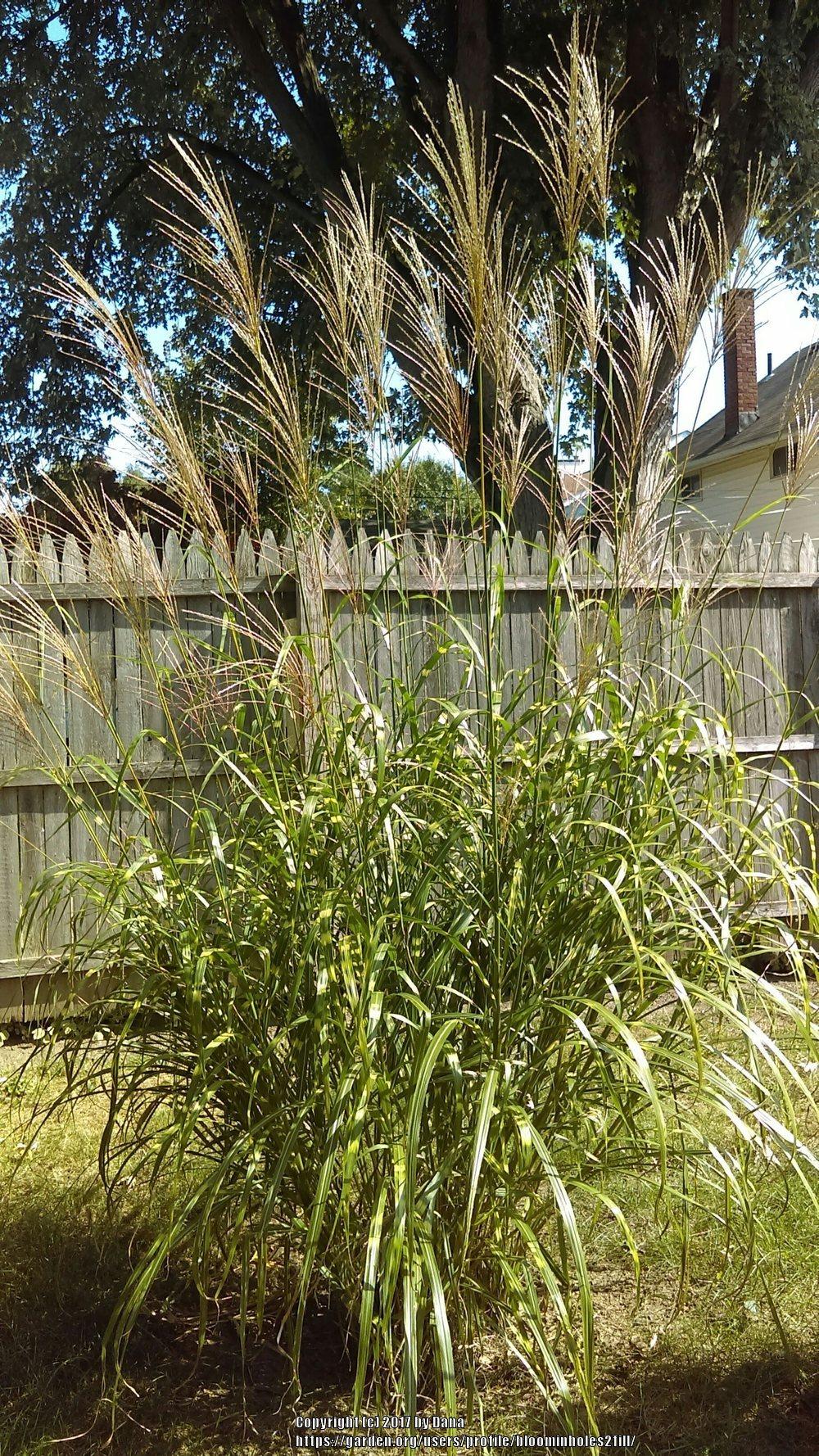 Photo of Zebra Grass (Miscanthus sinensis 'Zebrinus') uploaded by bloominholes2fill