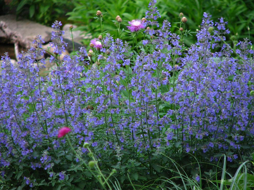 Photo of Catmint (Nepeta x faassenii 'Walker's Low') uploaded by molanic