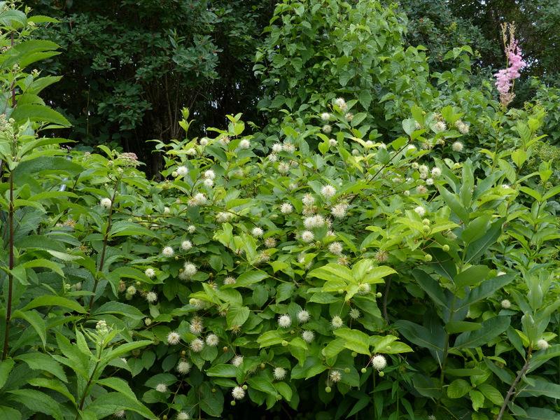 Photo of Buttonbush (Cephalanthus occidentalis) uploaded by molanic