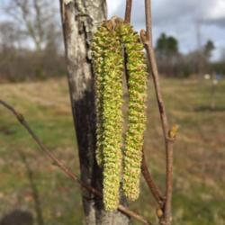 Location: Bordeaux, France
Date: 2017-02-07
The hazelnut is the first tree to flower in mid winter. Good news