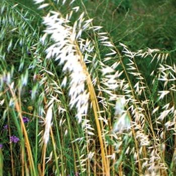 Photo of Sideoats Grama Grass (Bouteloua curtipendula) uploaded by Lalambchop1