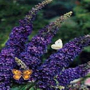 Photo of Butterfly Bush (Buddleja davidii 'Nanho Blue') uploaded by Lalambchop1