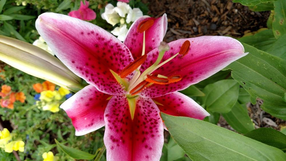 Photo of Lilies (Lilium) uploaded by Sarafoot