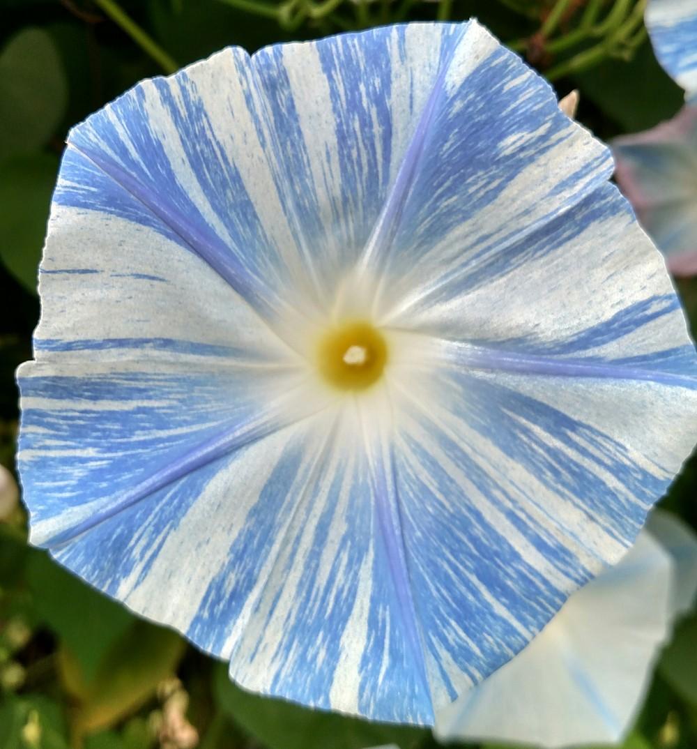 Photo of Morning Glory (Ipomoea tricolor 'Flying Saucers') uploaded by Sarafoot