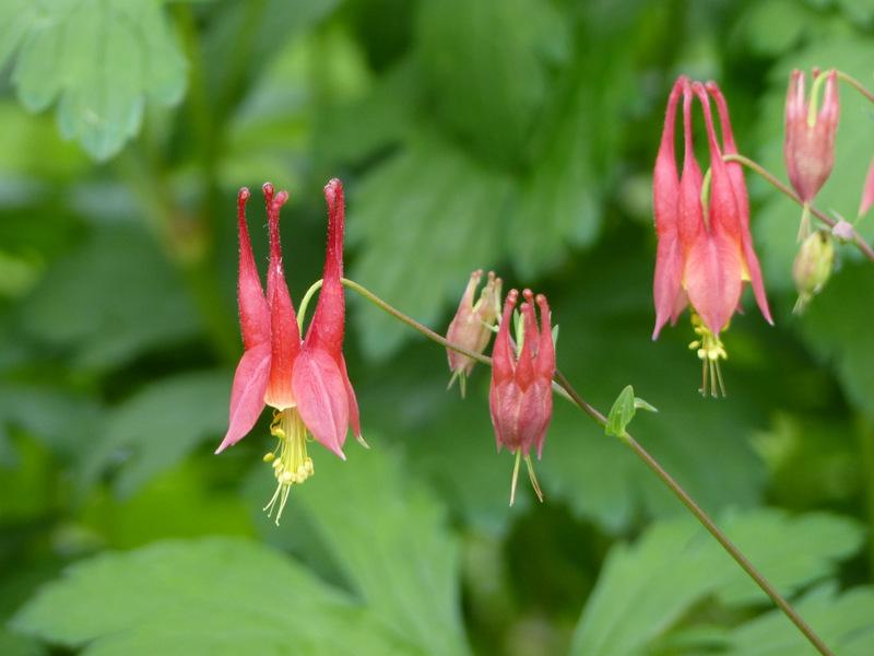 Photo of Eastern Red Columbine (Aquilegia canadensis) uploaded by molanic
