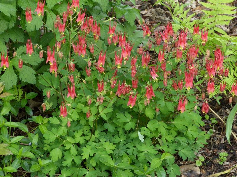 Photo of Eastern Red Columbine (Aquilegia canadensis) uploaded by molanic