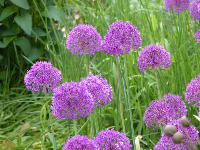 Photo of Flowering Onion (Allium 'Purple Sensation') uploaded by molanic